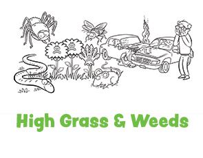 High Grass and Weeds Thumbnail Image Opens in new window